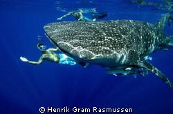 WhaleShark playing :o) We encountered this gentle giant u... by Henrik Gram Rasmussen 